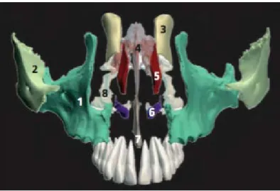 Figure 6  : Schéma éclaté du massif facial supérieur démontrant l’articulation des os maxillaires avec les autres os de la face