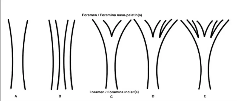 Figure 15 : Classification des variations anatomiques possibles du canal incisif dans le sens frontal