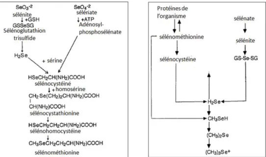 Figure 43 : Biosynthèse du séléniométhionine dans les plantes, algues et les levures (à gauche) ; métabolisme du  sélénométhione, sélénite et sélénate (à doitre) (d’après Schrauzer, 2000)