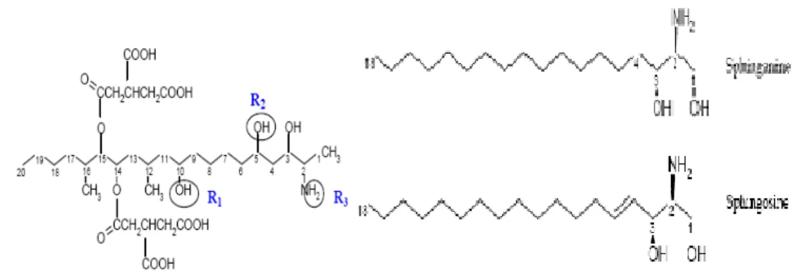 Figure 10 : Structure de la  FB1                         Figure 11 : Structure de la sphinganine et de la sphingosine 