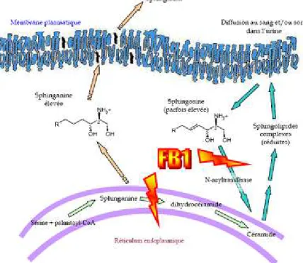 Figure 12 : Effets de la FB 1  sur le métabolisme des sphingolipides (D’après Mérrill et al., 2001)  La  fumonisine  modifie  la  transduction  du  signal  (Pinelli,  1999b  ;  Poux,  2000)  et  de  ce  fait  aurait un effet promoteur (WHO, 2000 ; WHO, 200