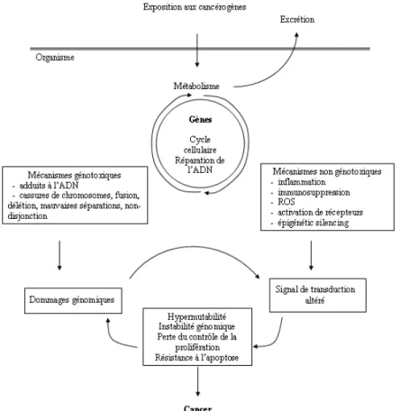 Figure  20 :  Vue  générale  des  différents  modes  d'action  des  cancérogènes  chimiques  (d’après  Luch,  2005 ;  Faucet-Marquis, 2005)