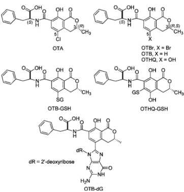 Figure 1. Chemical structures of OTA and OTA analogues.