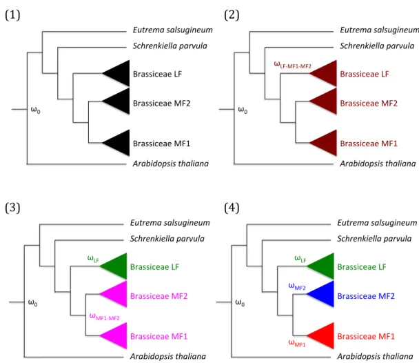 Fig.  2.  The  four  alternative  "branch-models"  used  in  the  calculation  of  lineage  specific  ω  ratios for testing the effect of subgenome dominance on patterns of molecular evolution