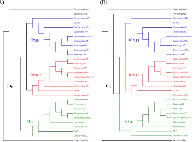 Fig. 3. Two types of analysis were conducted to test whether the ω ratio is different between  the  three  parental  sub-genomes  (lineages):  (A)  the  “Excluded”  analysis  and  (B)  the 