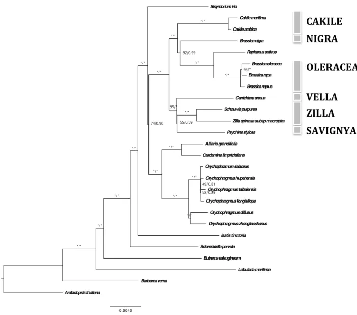 Fig. 2. Maximum likelihood phylogeny of the tribe Brassiceae and its relatives based on the  analysis  of  74  concatenated  chloroplast  genes