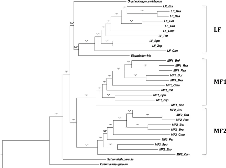 Fig.  4.  Maximum  likelihood  phylogeny  of  the  tribe  Brassiceae  from  the  analysis  of  the  HOMOLOGOUS-matrix (see main text), showing three sub-trees corresponding to the three  subgenomes present in the Brassiceae species (LF, MF1, MF2)