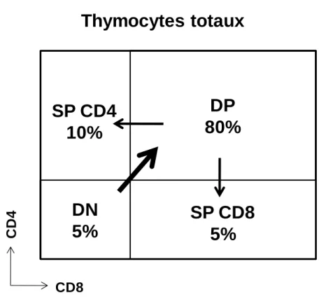 Fig. 1 : Maturation des lymphocytes dans le thymus. 