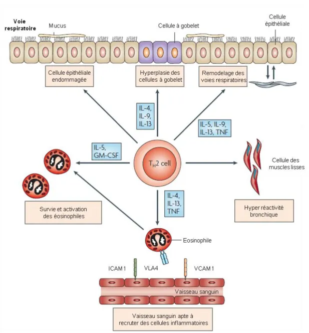 Fig. 5 : Rôle central des lymphocytes Th2 dans l’asthme  