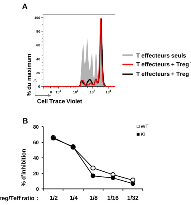 Fig. 11 : Etude de l’activité suppressive des lymphocytes T régulateurs. 