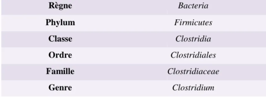 Tableau 1 : Classification taxonomique de l'espèce Clostridium difficile 