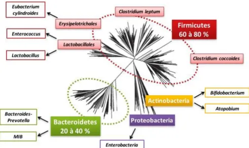 Figure 1 : Représentation schématique de l'arbre phylogénétique des bactéries résidant dans le  côlon [14] 