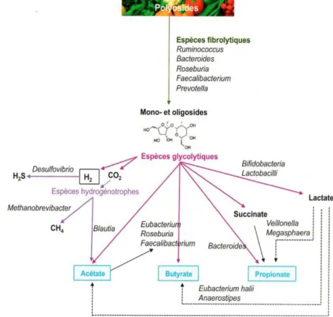 Figure 4 : Chaîne trophique de la fermentation des glucides [6] .   