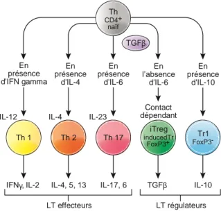 Figure 9 : Lymphocytes T effecteurs et régulateurs : différenciation et production cytokinique [25] 