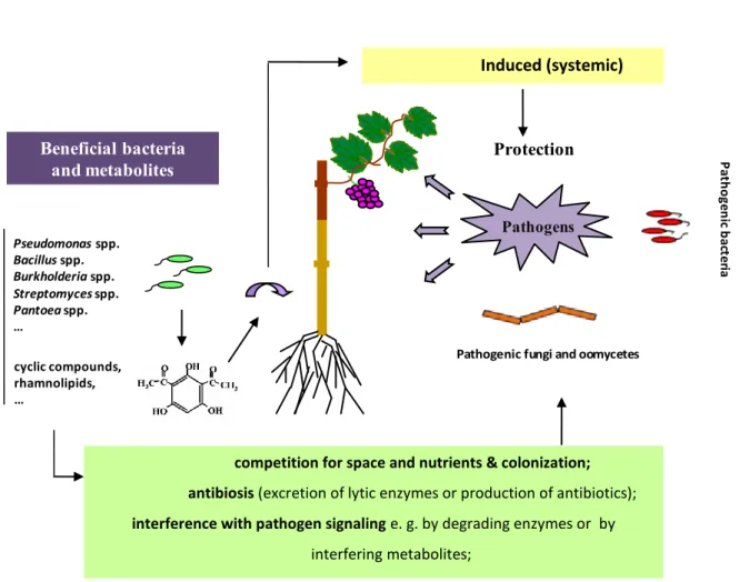 Figure  1:  Drawing  summarizing  the  potential  mechanisms  involved  in  the  control  of  grapevine  pathogen diseases by beneficial bacteria and their secondary metabolites