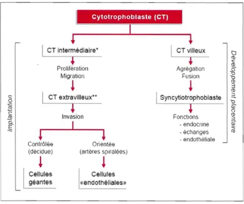 Figure  1.1  Principales  voies  de  différenciation  du  cytotrophoblaste  (CT). 