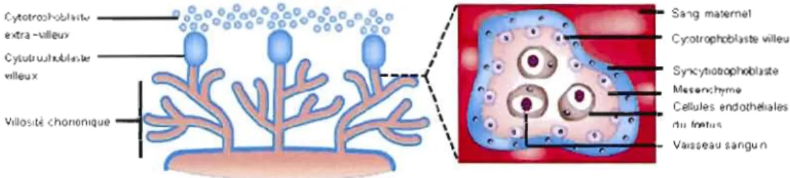 Figure  1.2  Les  villosités  chorioniques  et  les  couches qui  forment  la  barrière  placentaire