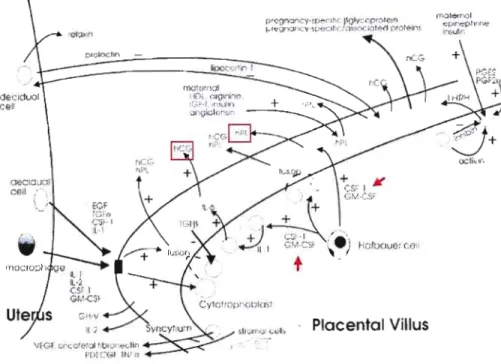 Figure 1.4  Régulation  de  la  différenciation  placentaire et sécrétion  des  hormones  hCG  et  hPL  par les  facteurs  de  croissance