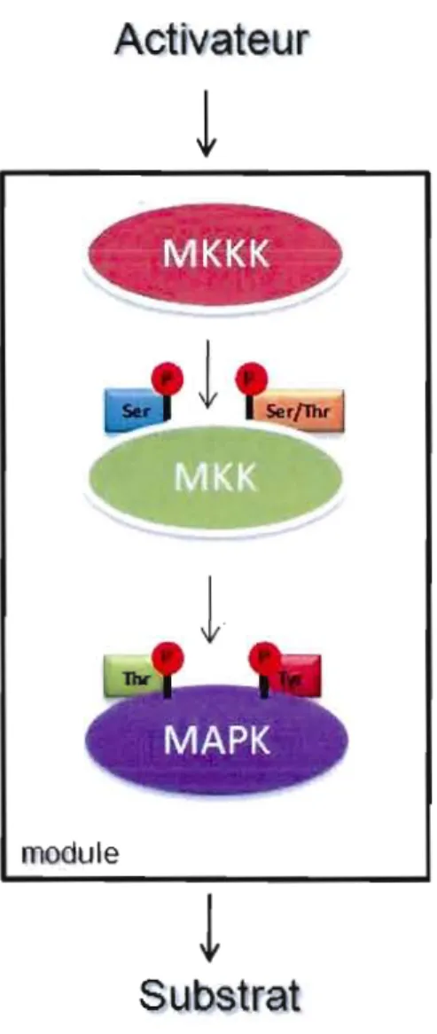 Figure  1.5  Module  de  signalisation  principal  de  la  voie  de  MAPK.  La  fonnation  de  la  voie  de  MAPK correspond  à  un  module de trois  kinases  suivant une action  séquentielle (Adaptée de  Widmann  et al