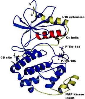 Figure  1.7  Structure tridimensionnelle d'ERK2 (MAPK).  P-Thr-183  (threonine  183  phosphorylée)  et  P-Tyr-185  (thyrosine  185  phosphorylée)  représentent  respectivement  les  sites  de  phosphorylation  Y185  et  YI83  et  se  localisent dans  la  b