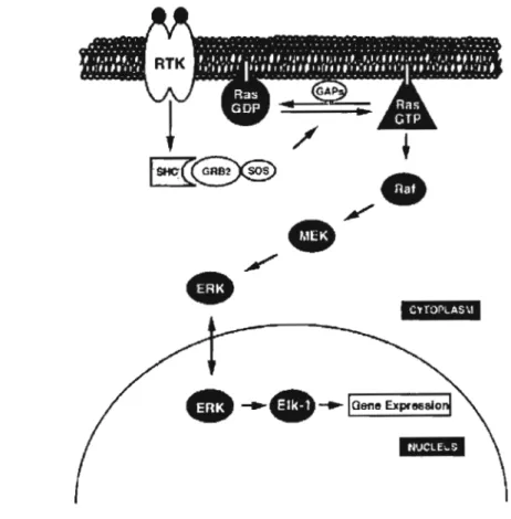 Figure 1.8  Régulation  de  la  cascade d'ERK  par Ras.  Une  voie  linéaire,  dont  Ras  module  les  voies  en  aval  aux  récepteurs  de  tyrosine  kinases  (RTKs)  et  les  voies  en  amont  constitué  du  complexe  Raf>MEK>MAPK,  ce  qui  consti