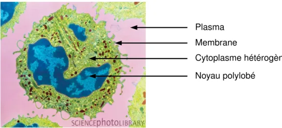 Fig. 1.2 - Image d’un neutrophile prise par microscopie ´ electronique, color´ ee.