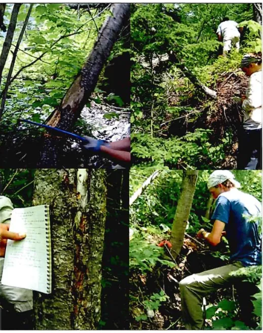 Figure 2.1  Échantillonnage d'arbres sur  le  cône. 