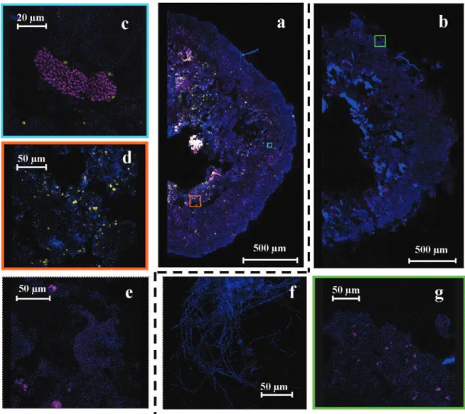 Fig. 7. Confocal laser scanning microscopy images of FISH micrographs of nitrifiers. Half granule section of R1 (a) and part of the section (c and d)