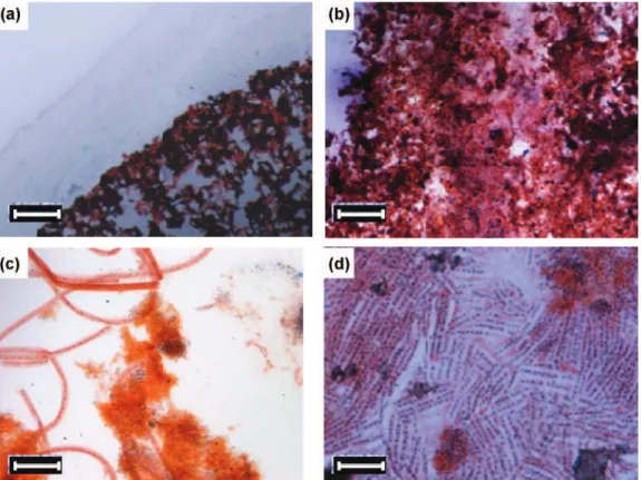 Fig. 8. Microscopic images of the stained 10 mm-cut granules: (a) R1; (b) R2; (c) R1 filamentous bacteria; (d) R2 filamentous bacteria