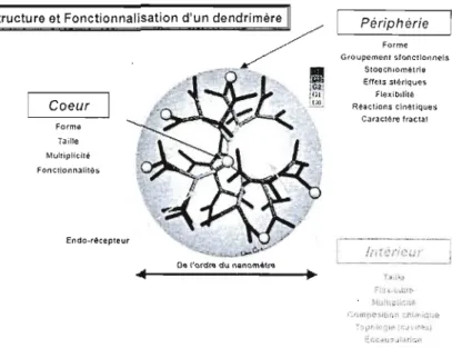 Figure  7.  Représentation schématique d'un dendrimère et  les  différentes  possibilités de  fonctionnalisation