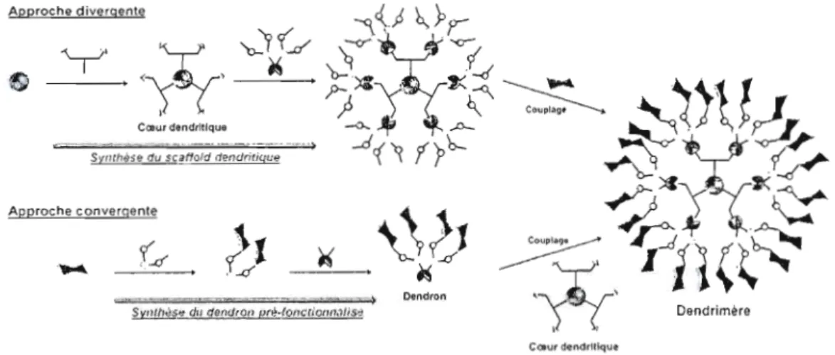 Figure 8.  Représentations  schématiques des  approches divergentes  et  convergentes pour  la synthèse de  dendrimères