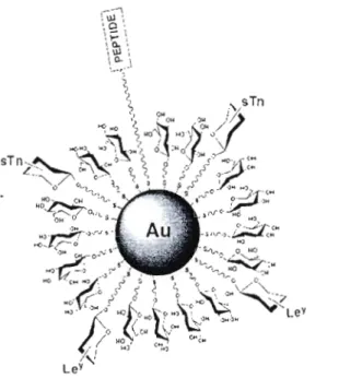 Figure 22.  Glyconanoparticule synthétisée  par  Penadés  el 01.  pour  un  vaccin  an li-cancer potentiel  (tirée  de  la  réf