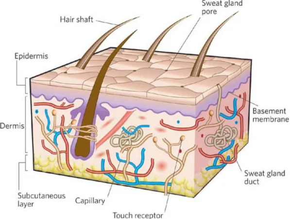 Figure 1.1: Human skin layers. Figure from [2]