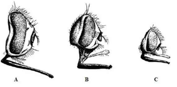 Figure 4: Tergites abdominaux de Stomoxys calcitrans (A), S. niger niger Macquart. (B), S