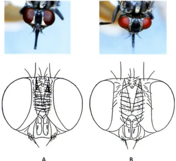 Figure 8 : Mesures nécessaires au calcul de l’index frontal qui est le rapport EO/LO :  (EO) largeur de l’espace interoculaire au vertex et (LO) la plus grande longueur de l’œil, 