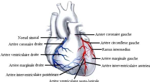 Figure  1.2  Artères  coronaires  principales.  Le  cœur  est  irrigué  par  deux  réseaux  arborescents d'artères  coronaires ci-haut identifiées (d'après CTSNet, 2008)