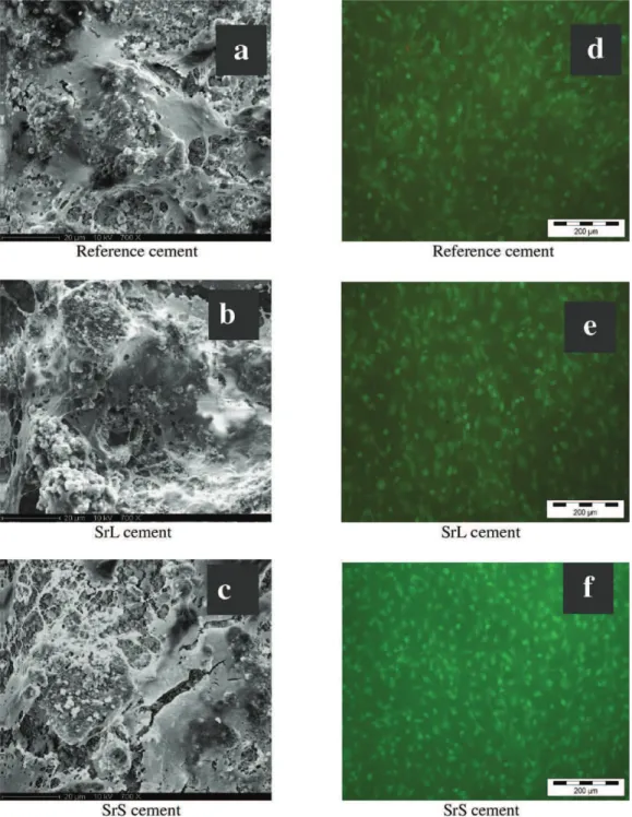 FIGURE 9. SEM micrographs of cement surfaces after 15 days of culturing human osteoprogenitor cells: (a) reference, (b) SrL and (c) SrS cements