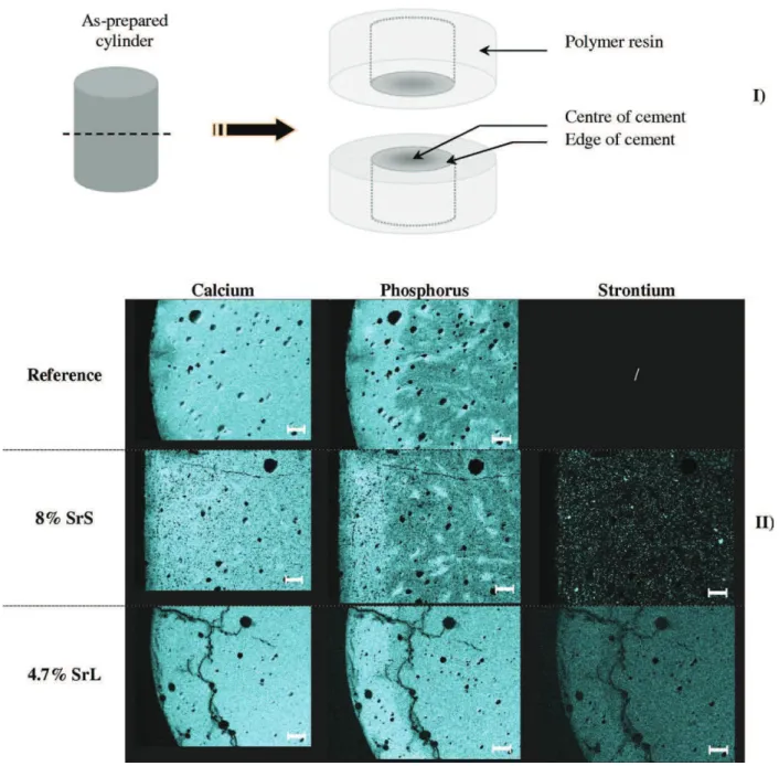 FIGURE 6. EDX elemental mapping (Ca, P, and Sr) of the three types of cement after three weeks of the release test