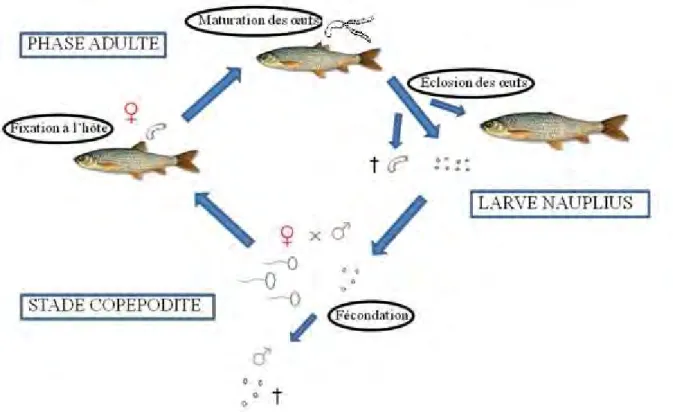 Fig. 1: Cycle de vie de T. polycolpus. Les trois phases de la vie du parasite et les événements majeurs du cycle  sont indiqués.