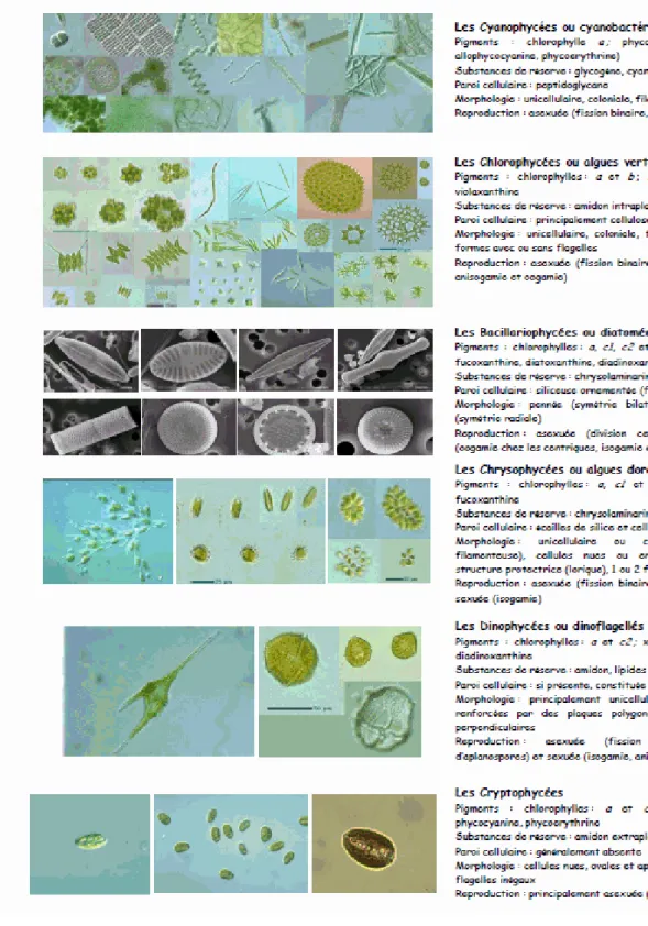 Figure 1. Classes algales et leurs caractéristiques principales basées sur des aspects  morphologiques et cytologiques (Saez et al
