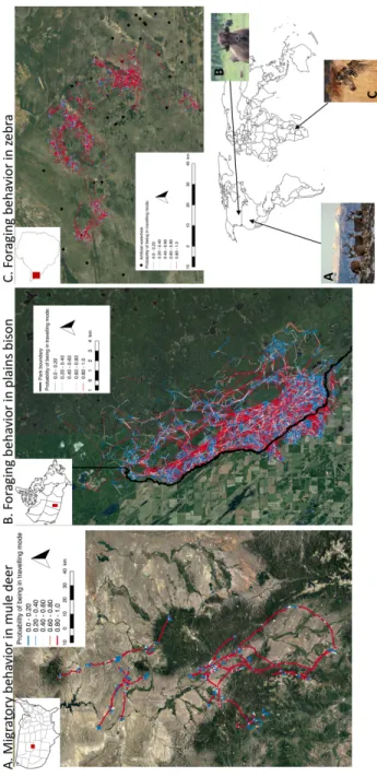 Figure 2.2. Trajectories of 42 plains bison geolocalised every hour between 2005 and  2016, during summer season in Prince Albert National Park (SK, Canada), 15 mule  deer geolocalised every 3 hours during 2012 spring migration in and around Medicine  Bow 