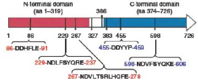 Figure 7: Organization of protein domain and conserved Mg 2+ -binding motifs in  S. 