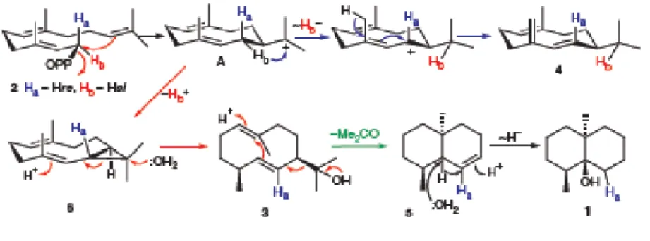 Figure  8:  Mechanism  and  stereochemistry  of  the  cyclization  of  FPP  (2)  to  germacradienol (3), germacrene D (4), octalin (5) and geosmin (1)