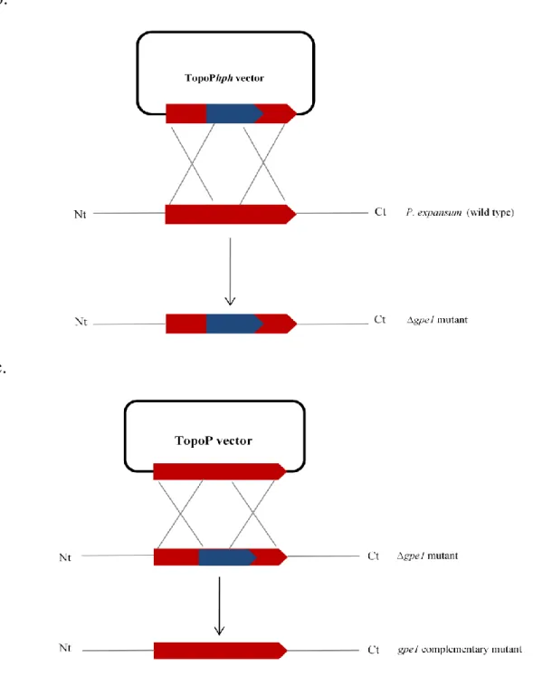Figure  9.  Schematic  representation  of  transformation  vector  formation  and  gpe1  gene  disruption