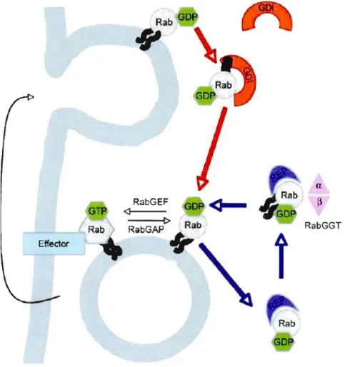 Figure  1.1  Le  cycle  des  Rabs  dans  un  exemplc  d'exocytose.  La  liaison  avec  la  protéine  (REP)  est  essentielle  pour la  prénylation  de  la  Rab  par  la  Rab  géranylegéranyle  transférase  (RabGGT)
