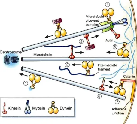 Figure  1.6 Les protéines motrices.  Les kinésines voyagent vers  la  membrane 