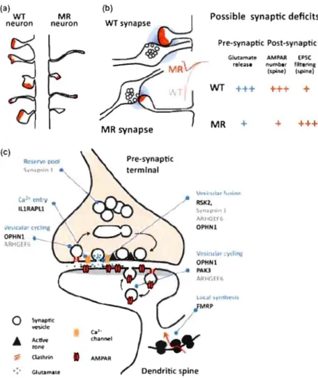 Figure  1.7  Altérations  dans  les  synapses  du  RM.  (a)  Les  épines  dendritiques  observées  chez  les  souris  RM  sont  souvent  dysmorphiques