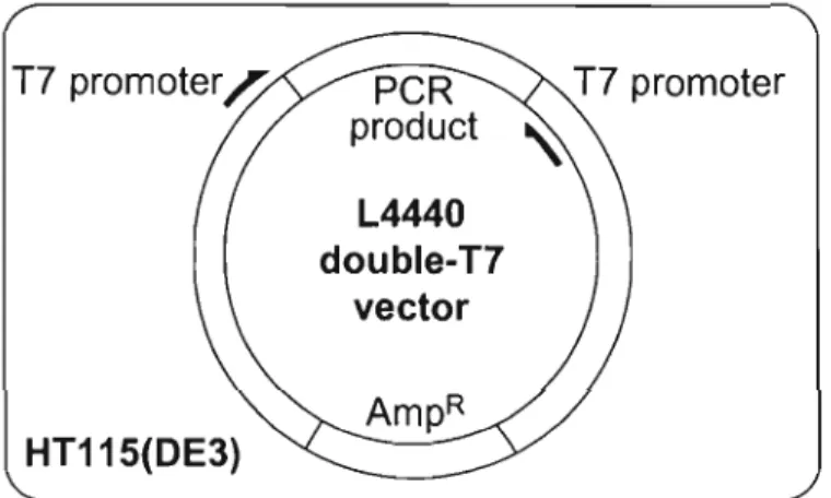 Figure  1.8  Construction  du  plasmide ARNi  pL4440 dans  les  bactéries  HT115  (DE3)