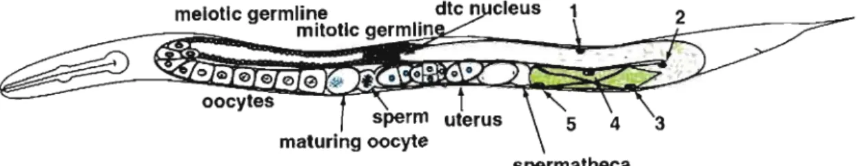 Figure  2.1  Système  reproducteur  de  l'hermaphrodite  C.  elegans.  Les  cellules  myoépithéliales  de  la  gaine  de  la  gonade  sont  numérotées