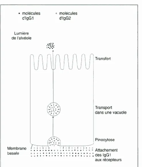 Figure 1 :  Mécanisme du transfert sélectif des IgG1 à travers l’épithélium sécrétoire lors  de la formation du colostrum  